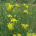 Senecio inaequidens